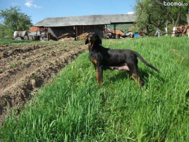 Vand catei de copoi ardelenesc - Pret | Preturi Vand catei de copoi ardelenesc