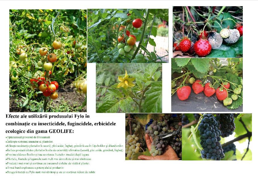 Fylo - tratament ecologic foliar elvetian, pentru refacerea plantelor afectate de seceta, - Pret | Preturi Fylo - tratament ecologic foliar elvetian, pentru refacerea plantelor afectate de seceta,