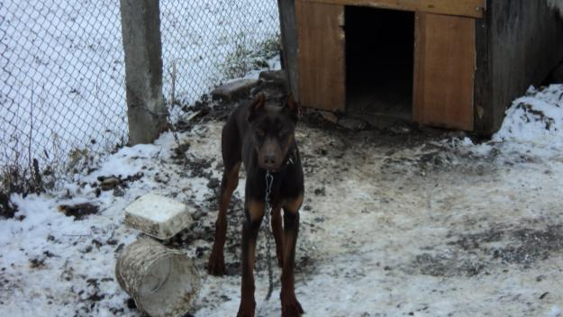 dobermani maro de vanzare - Pret | Preturi dobermani maro de vanzare