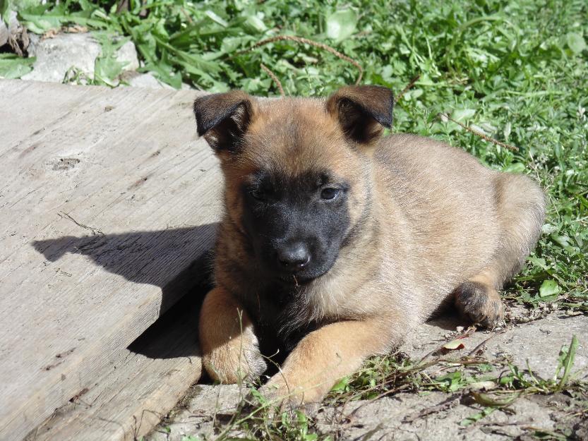 ciobanesc belgian malinois pui - Pret | Preturi ciobanesc belgian malinois pui