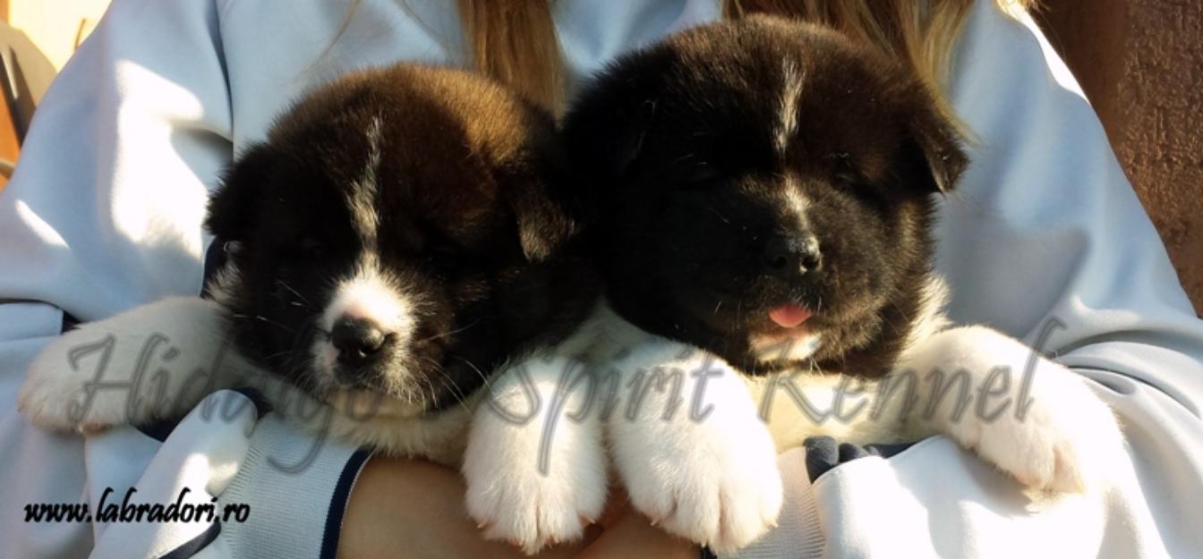 Pui Akita American Hidalgo`s Spirit - Pret | Preturi Pui Akita American Hidalgo`s Spirit