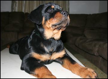 Urgent vand pui Rottweiler 2 luni, femela - Pret | Preturi Urgent vand pui Rottweiler 2 luni, femela