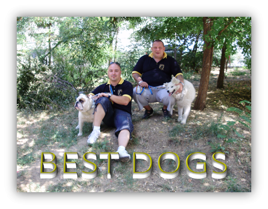 best dogs dresaj canin de calitate - Pret | Preturi best dogs dresaj canin de calitate