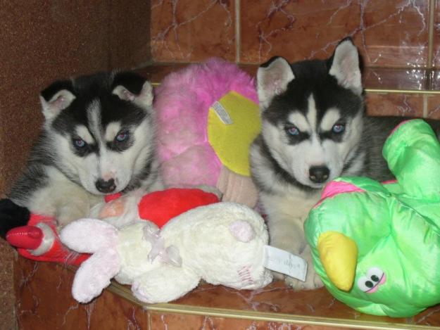 catei husky 6 saptamani - Pret | Preturi catei husky 6 saptamani