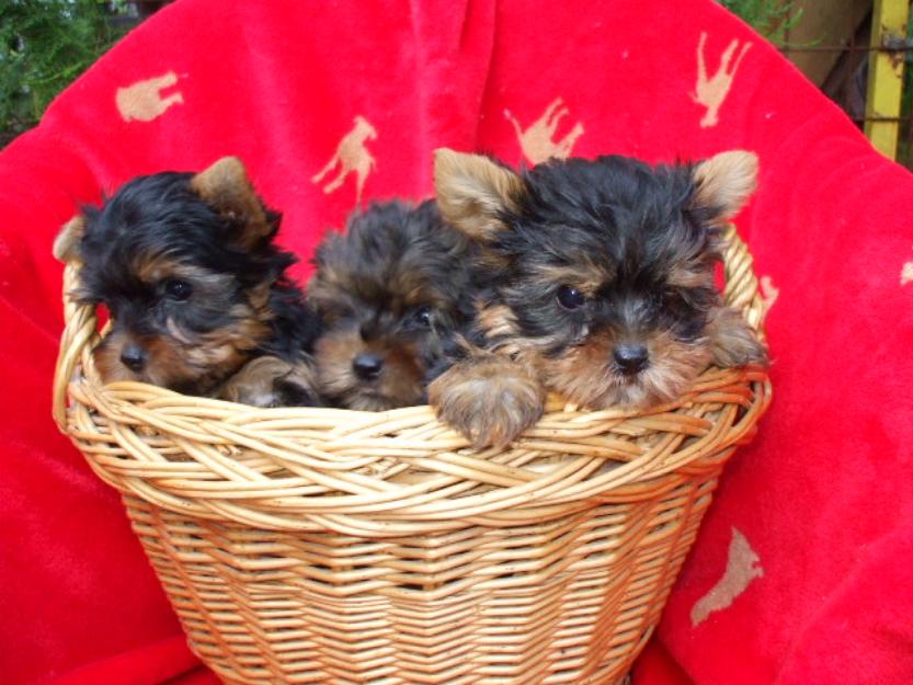 Vand catei Yorkshire terrier, sanatosi, frumosi, varianta TOY - Pret | Preturi Vand catei Yorkshire terrier, sanatosi, frumosi, varianta TOY