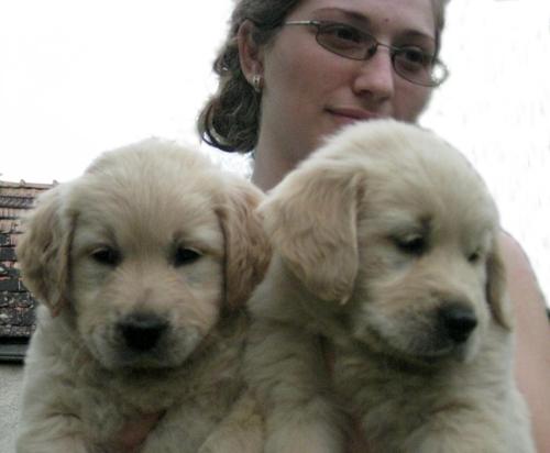 vand golden retriever cu pedigree - Pret | Preturi vand golden retriever cu pedigree