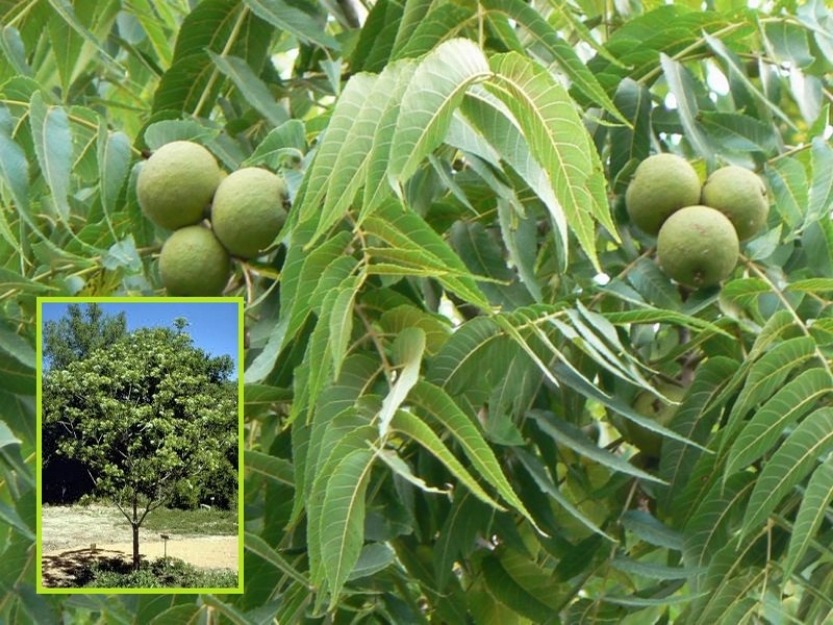 puieti de salcam, stejar , nuc negru si liliac si nuci de cultura livrare ro - Pret | Preturi puieti de salcam, stejar , nuc negru si liliac si nuci de cultura livrare ro