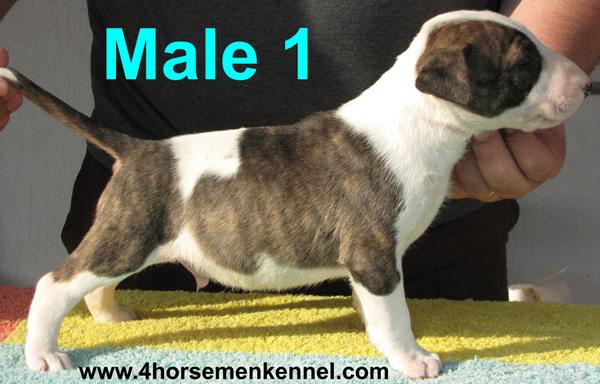 Pui Bull Terrier Canisa Four HorseMen - Pret | Preturi Pui Bull Terrier Canisa Four HorseMen