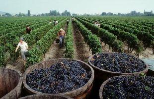 Viticultura, agricultura in Germania - Pret | Preturi Viticultura, agricultura in Germania