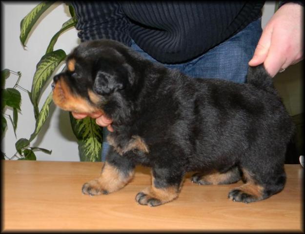 vand catei rottweiler - Pret | Preturi vand catei rottweiler