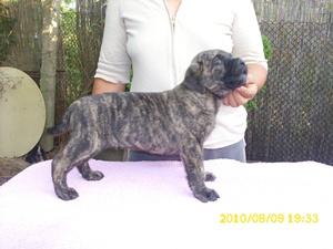 Catei de vanzare rasa Cane corso - Pret | Preturi Catei de vanzare rasa Cane corso