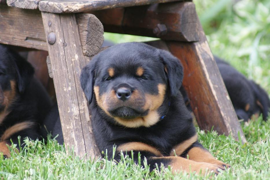 vand catelusi rottweiler - Pret | Preturi vand catelusi rottweiler