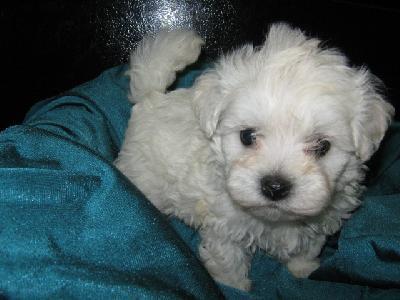 BICHON MALTESE 700 RON - Pret | Preturi BICHON MALTESE 700 RON