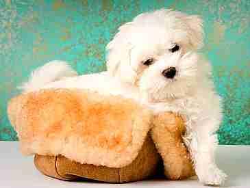 bichon maltez albi 650.ron - Pret | Preturi bichon maltez albi 650.ron