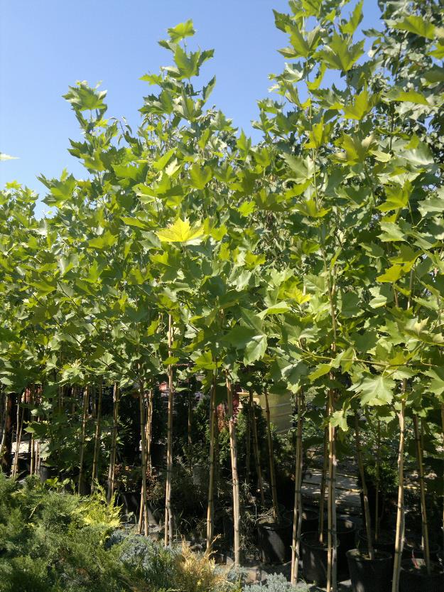 Producator vand platani (platanus acerifolia), prunus nigra, plop italian - Pret | Preturi Producator vand platani (platanus acerifolia), prunus nigra, plop italian