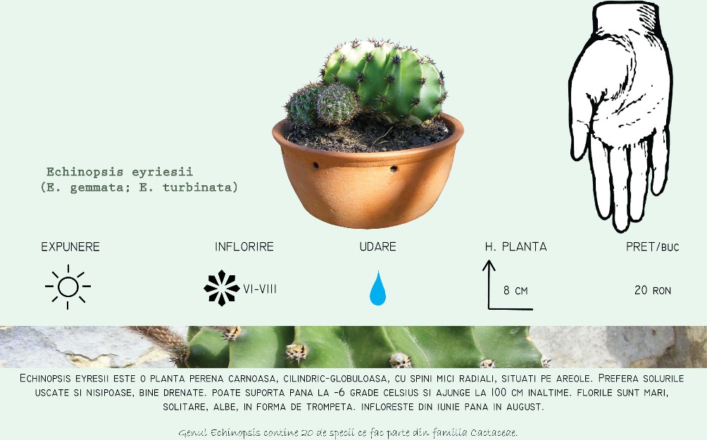Cactusi de vanzare - Pret | Preturi Cactusi de vanzare