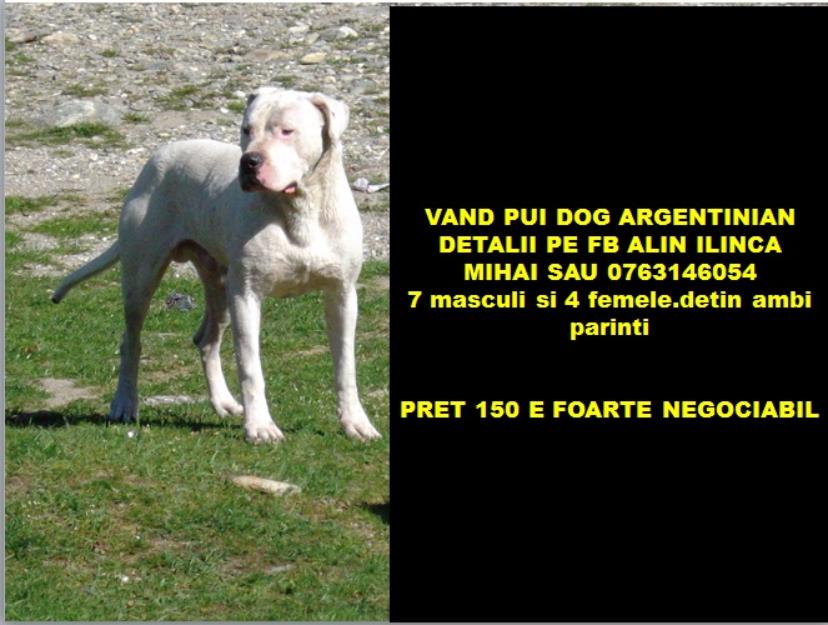 Mascul Dog Argentinian - Pret | Preturi Mascul Dog Argentinian