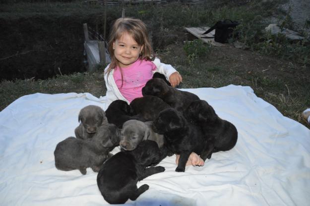 Puii Cane Corso de vanzare!!! - Pret | Preturi Puii Cane Corso de vanzare!!!