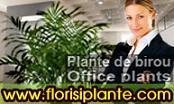 Flori si Plante - Pret | Preturi Flori si Plante