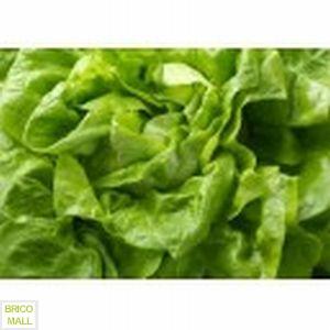 Salata Hilde - Pret | Preturi Salata Hilde
