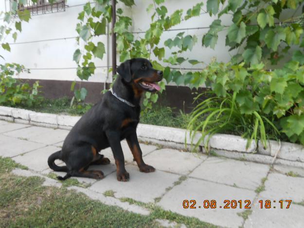 Mascul rottweiler cu pedigree - Pret | Preturi Mascul rottweiler cu pedigree