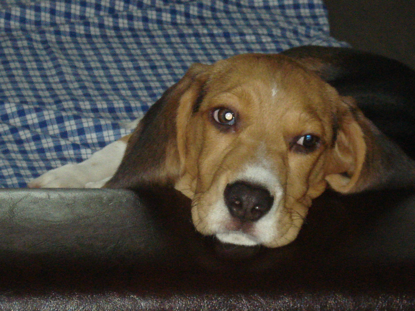 pui beagle - Pret | Preturi pui beagle
