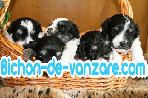 www.rasa-yorkshire-toy.ro | Bichon Havanese de Vanzare - Pret | Preturi www.rasa-yorkshire-toy.ro | Bichon Havanese de Vanzare