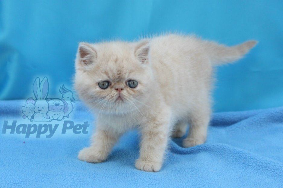 Vand pisici exotic shorthair bucuresti brasov iasi oradea - Pret | Preturi Vand pisici exotic shorthair bucuresti brasov iasi oradea