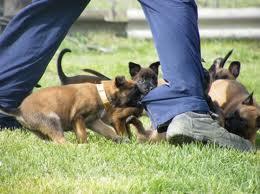 VAND PUI MASCUL DE MALINOIS - Pret | Preturi VAND PUI MASCUL DE MALINOIS