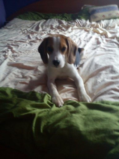 beagle vaccinat - Pret | Preturi beagle vaccinat