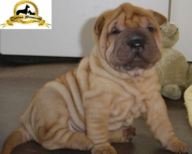 De vanzare pui Shar-Pei - Pret | Preturi De vanzare pui Shar-Pei