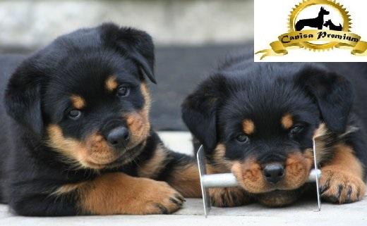 De vanzare pui Rottweiler-talie mare - Pret | Preturi De vanzare pui Rottweiler-talie mare