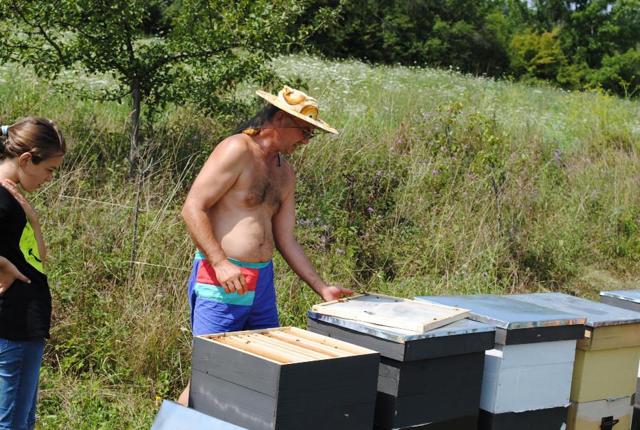 vand 35 de familii de albine linistite - Pret | Preturi vand 35 de familii de albine linistite