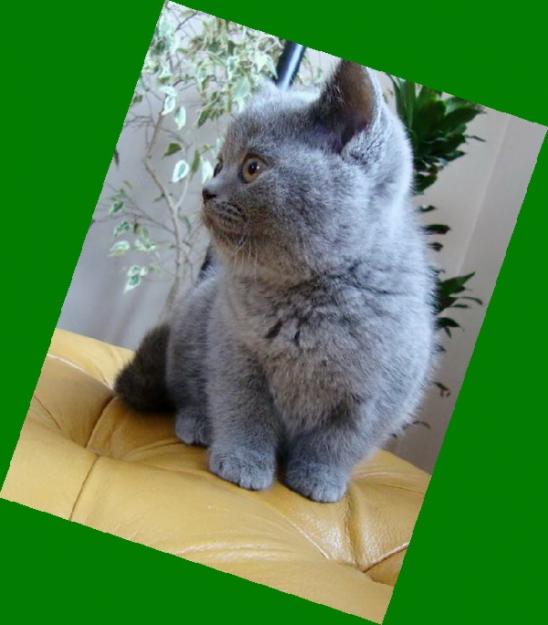 vindem pisicute British Shorthair (Blue,Silver Tabby, Cream) - Pret | Preturi vindem pisicute British Shorthair (Blue,Silver Tabby, Cream)