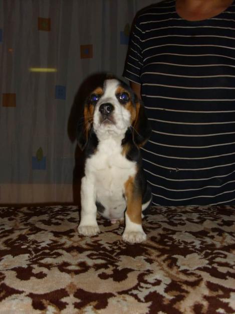 Canisa vand catei din rasa Beagle cu pedigree - Pret | Preturi Canisa vand catei din rasa Beagle cu pedigree