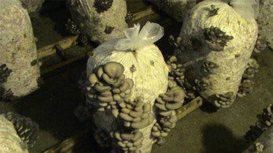Vand saci compost ciuperci pleurotus fazele unu sau 3 - Pret | Preturi Vand saci compost ciuperci pleurotus fazele unu sau 3
