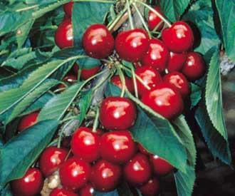 De vanzare pomi fructiferi - Pret | Preturi De vanzare pomi fructiferi