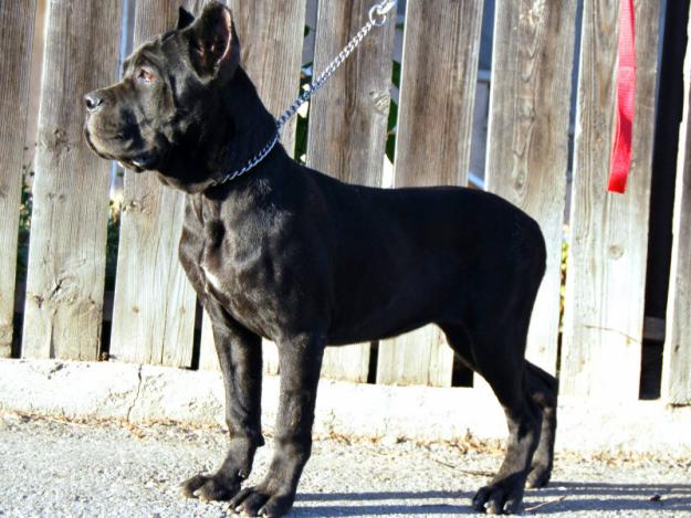 SUPER PUI DE CANE CORSO - Pret | Preturi SUPER PUI DE CANE CORSO