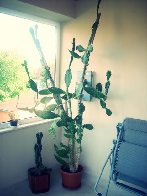 Floare Cactus - Pret | Preturi Floare Cactus