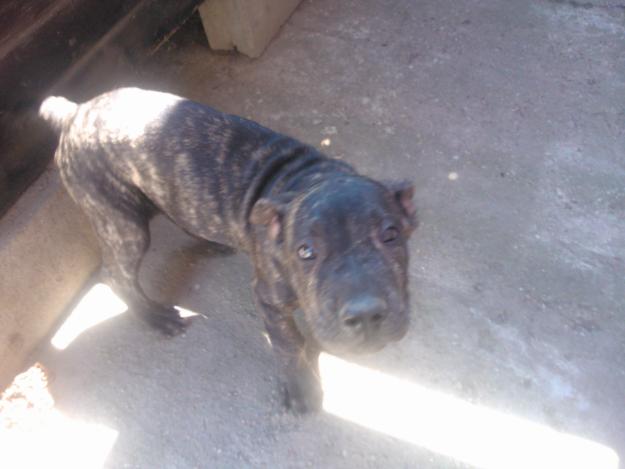 De vanzare femela de 4 luni, Dogo Canario / Presa Canario, - Pret | Preturi De vanzare femela de 4 luni, Dogo Canario / Presa Canario,