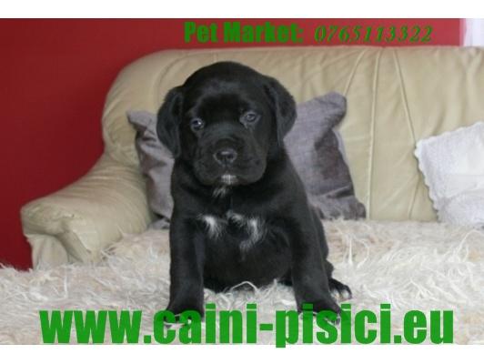 Cane Corso de vanzare - Pret | Preturi Cane Corso de vanzare