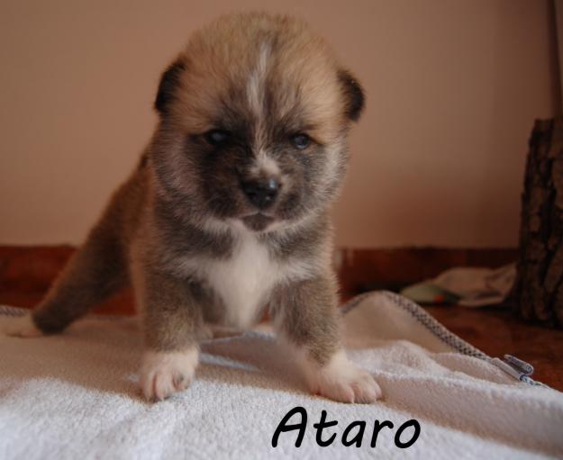 Akita inu de vanzare - Pret | Preturi Akita inu de vanzare