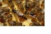 Vand 100 fam.albine cu matci selectionate si marcate 2012 - Pret | Preturi Vand 100 fam.albine cu matci selectionate si marcate 2012