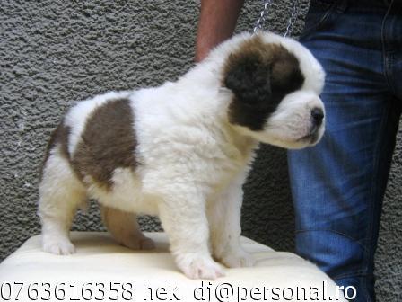 VAND PUI SAINT BERNARD CU PEDIGREE SI ACTE! - Pret | Preturi VAND PUI SAINT BERNARD CU PEDIGREE SI ACTE!