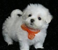 bichon maltez albi 700.ron - Pret | Preturi bichon maltez albi 700.ron