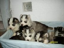 husky siberian - Pret | Preturi husky siberian