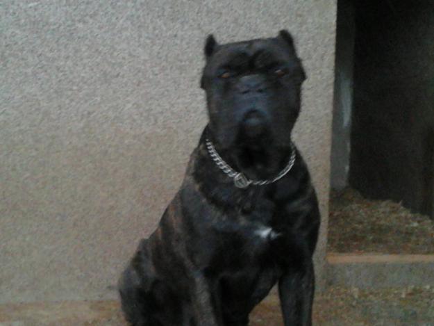 ptr monta cane corso si dogo canario - Pret | Preturi ptr monta cane corso si dogo canario