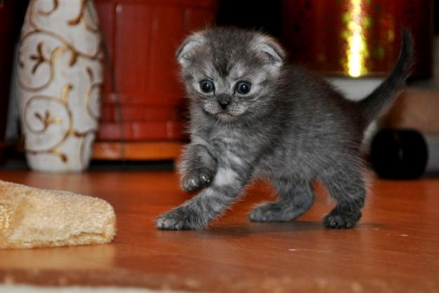 Pisici British ShortHair de vanzare, Vand pisici British, Vanzari pisici British ShortHair - Pret | Preturi Pisici British ShortHair de vanzare, Vand pisici British, Vanzari pisici British ShortHair