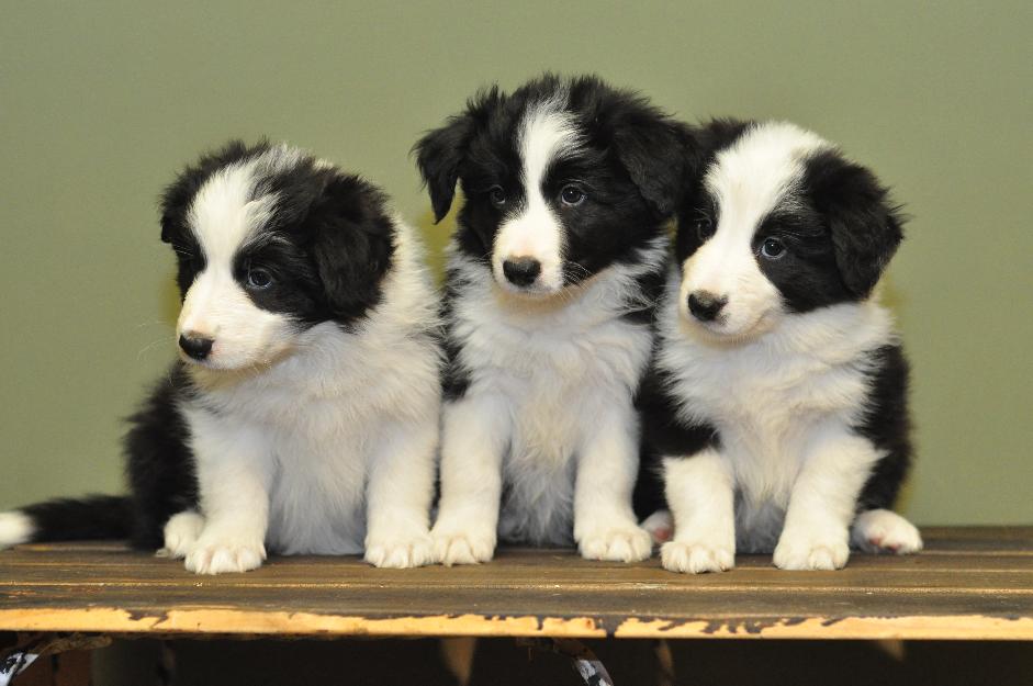 Pui Border Collie - Pret | Preturi Pui Border Collie