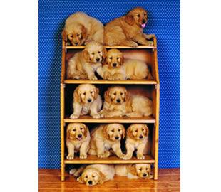 Puzzle Clementoni 500 Dog friends - Pret | Preturi Puzzle Clementoni 500 Dog friends